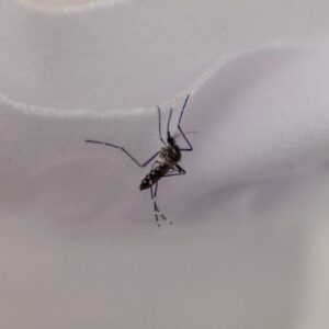 Un outil de lutte contre les moustiques se heurte à un obstacle : faire payer les propriétaires de Los Angeles