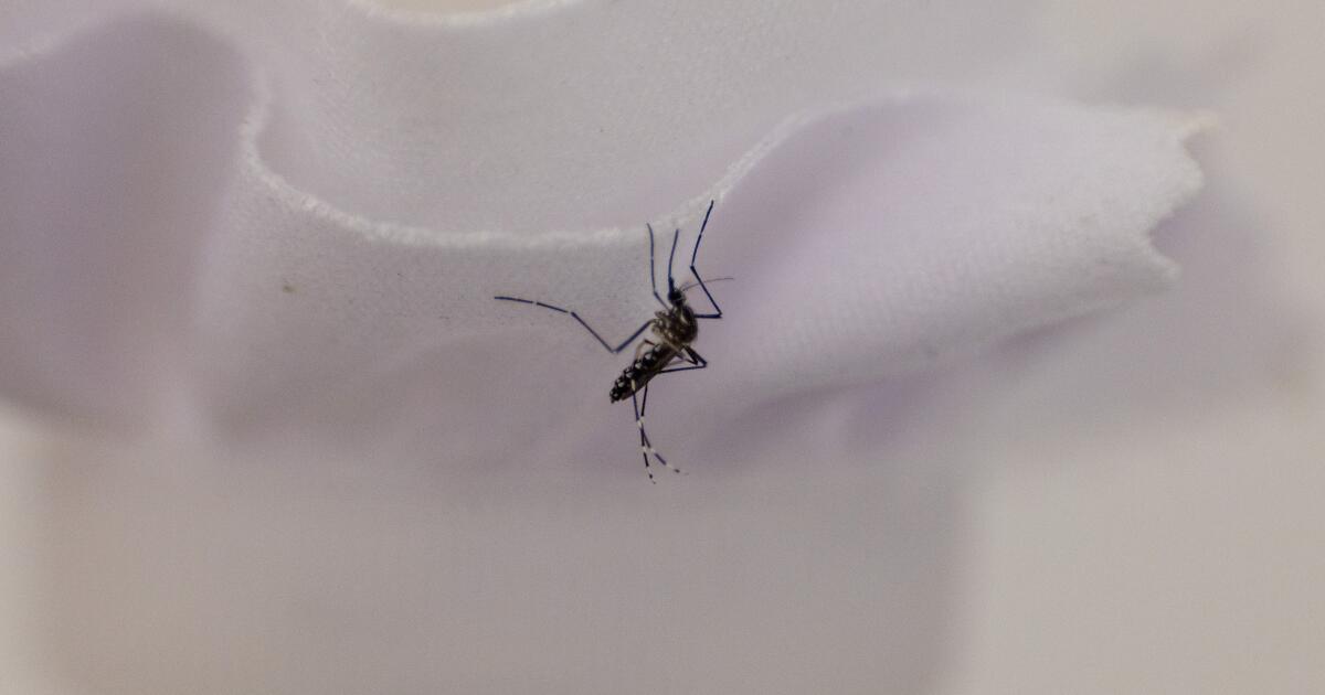 Un outil de lutte contre les moustiques se heurte à un obstacle : faire payer les propriétaires de Los Angeles