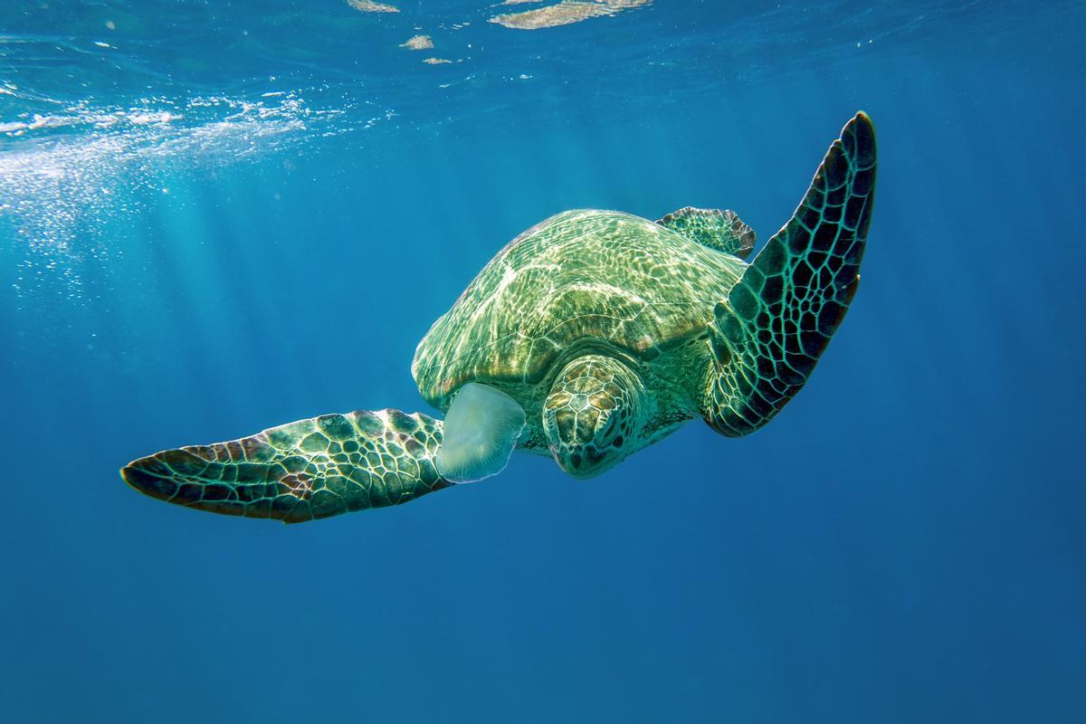 Varias especies de tortugas marinas quedan ahora amenazadas