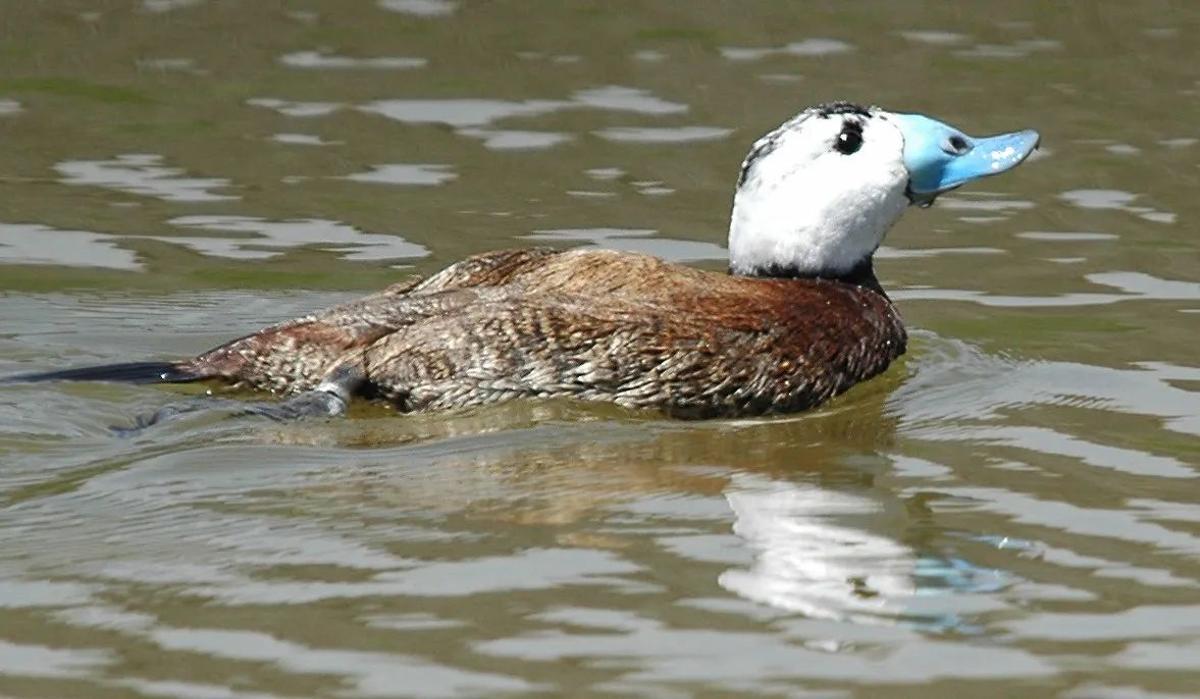 Malvoisie Cabeciblanca