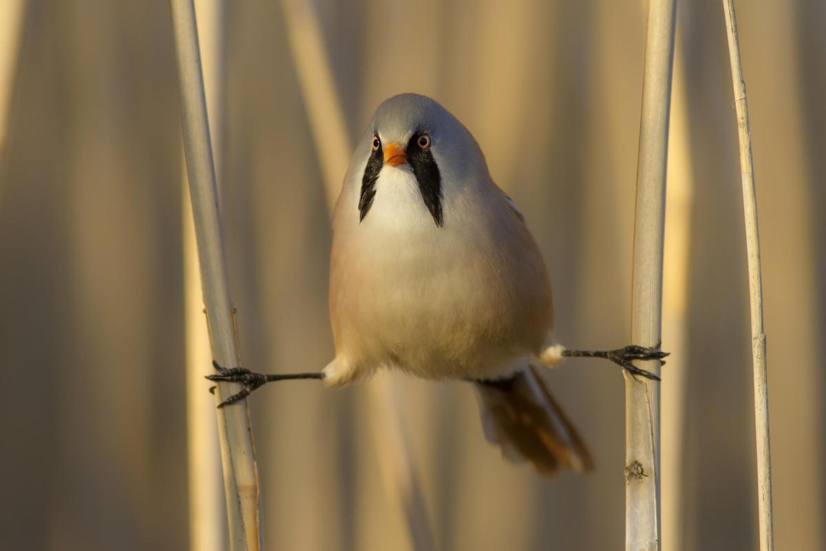 Le bigotudo peut être observé dans les Tablas de Daimiel