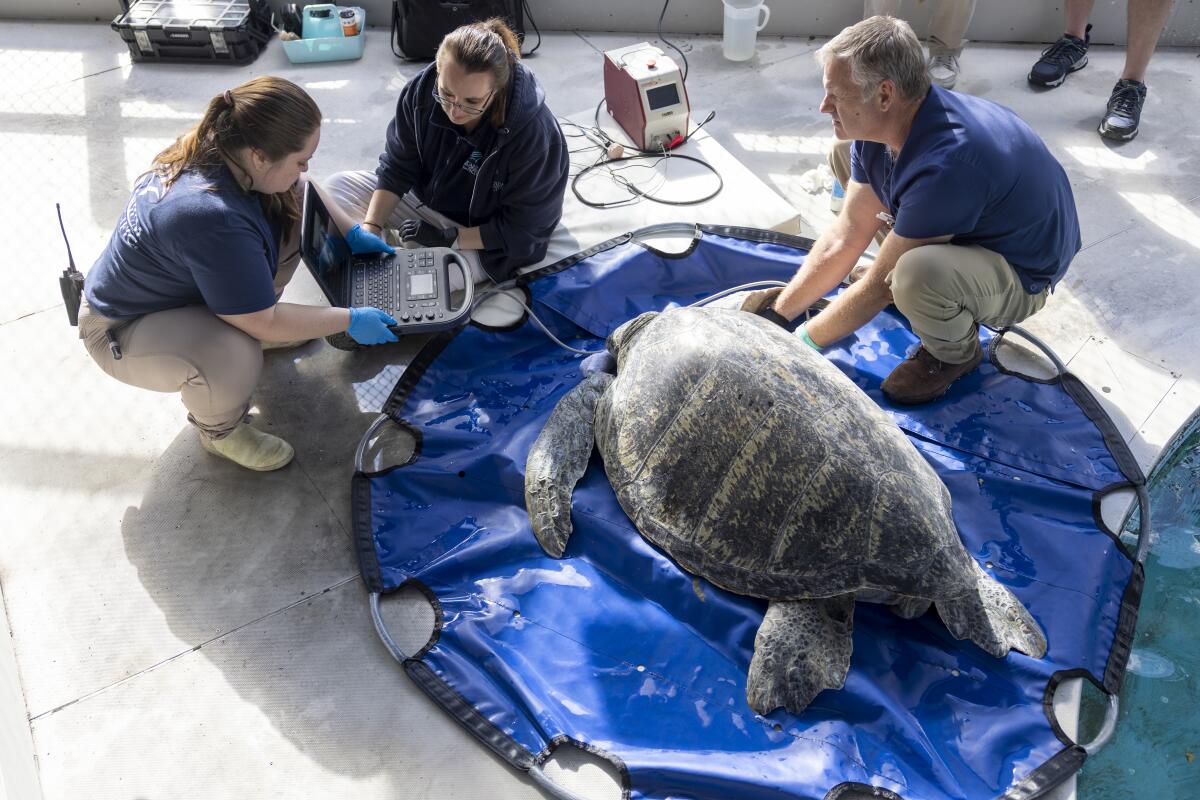Le pain de viande est soigné à l'Aquarium du Pacifique.
