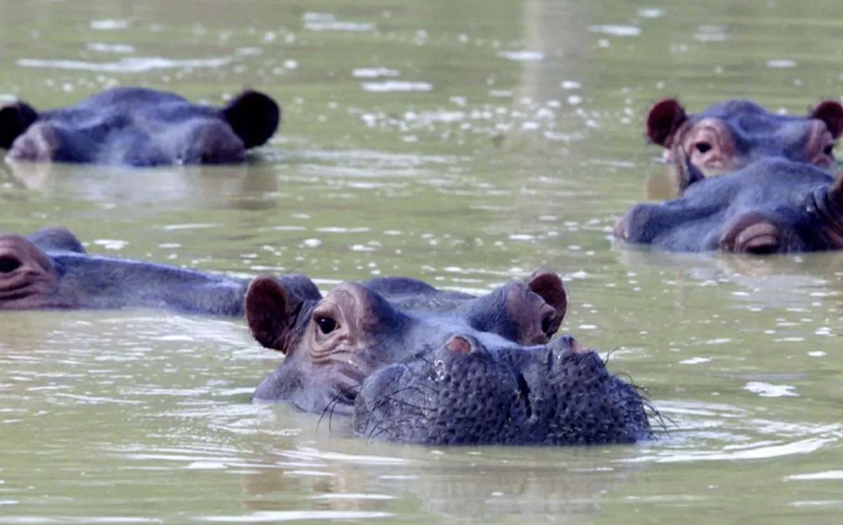 Hippopotamos en Colombie