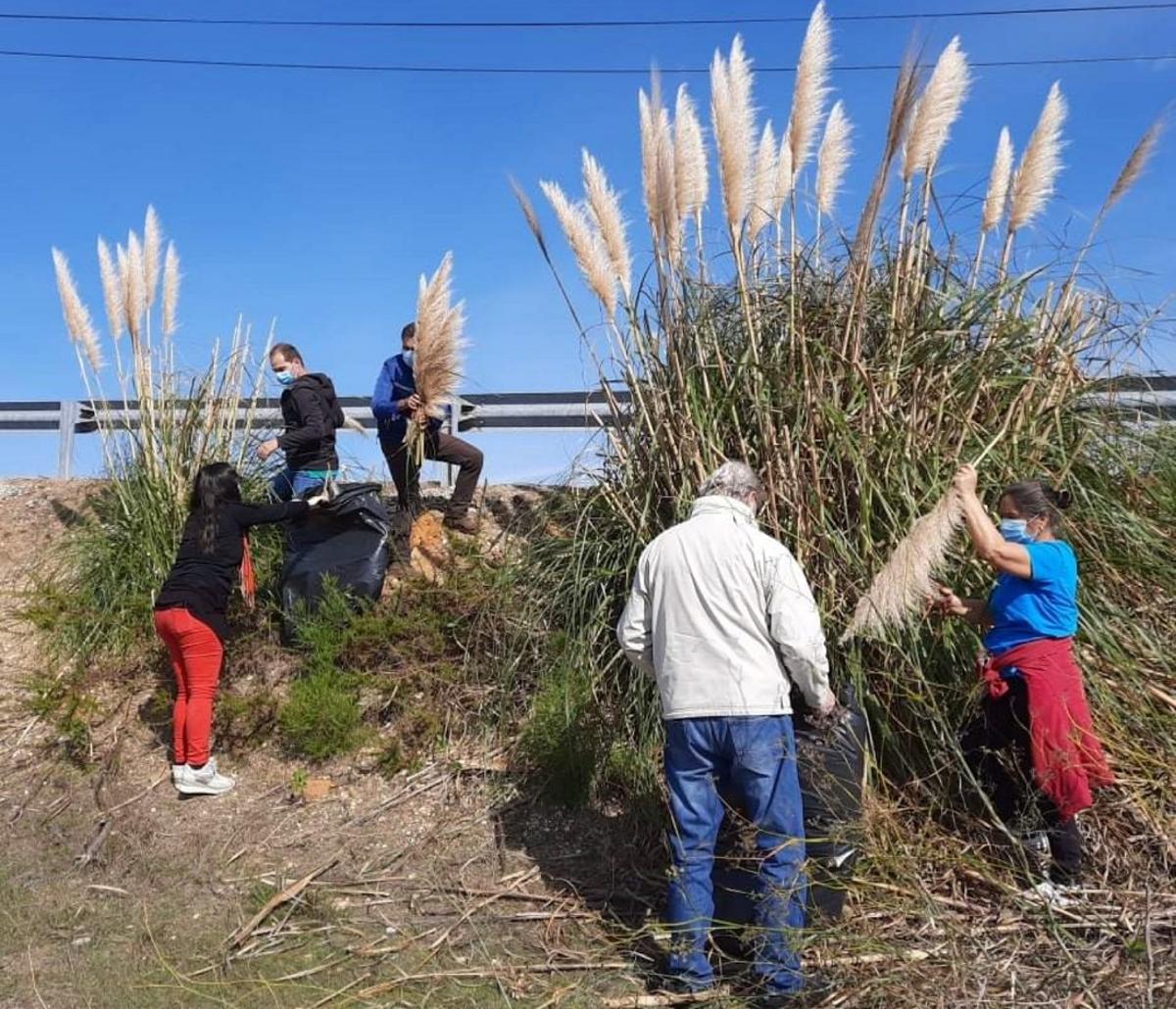 El plumero de la Pampa, espèce de plante envahissante