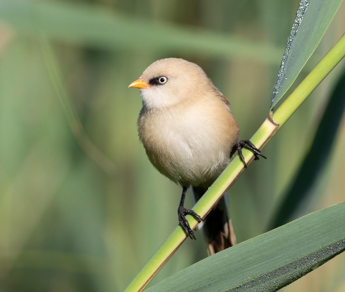 Jeune macho du bigotudo, aún sin su plumaje definitivo