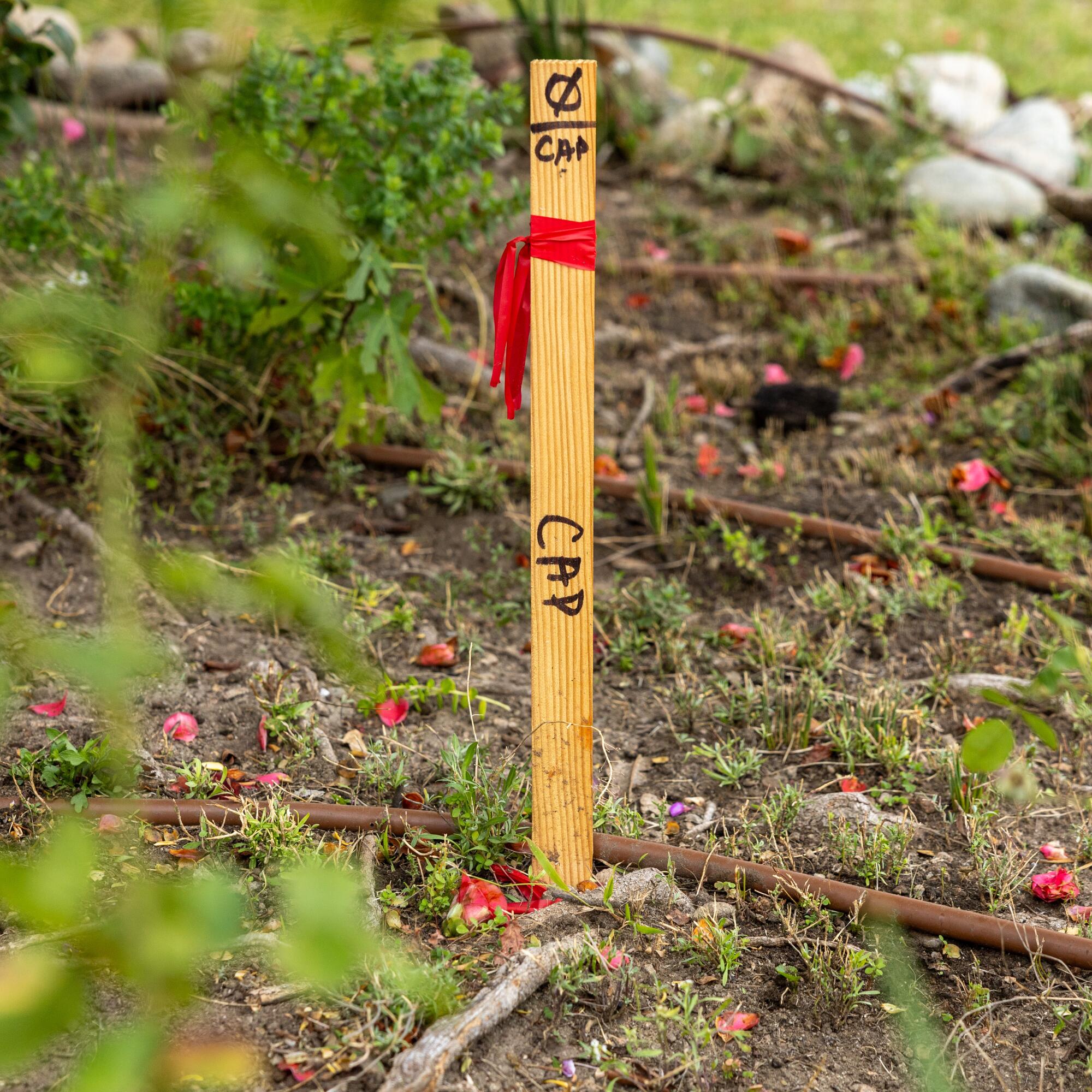 Un pieu en bois marquant l'emplacement du creusement pour l'installation de lignes électriques souterraines.