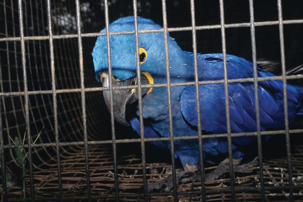 De nombreux animaux exotiques de la maison se sont convertis en espèces envahissantes