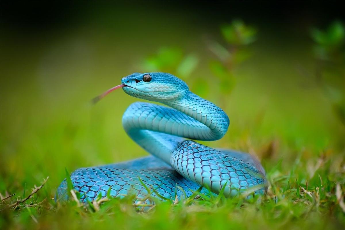 Serpents et reptiles exotiques figuraient entre les animaux de détention interdite
