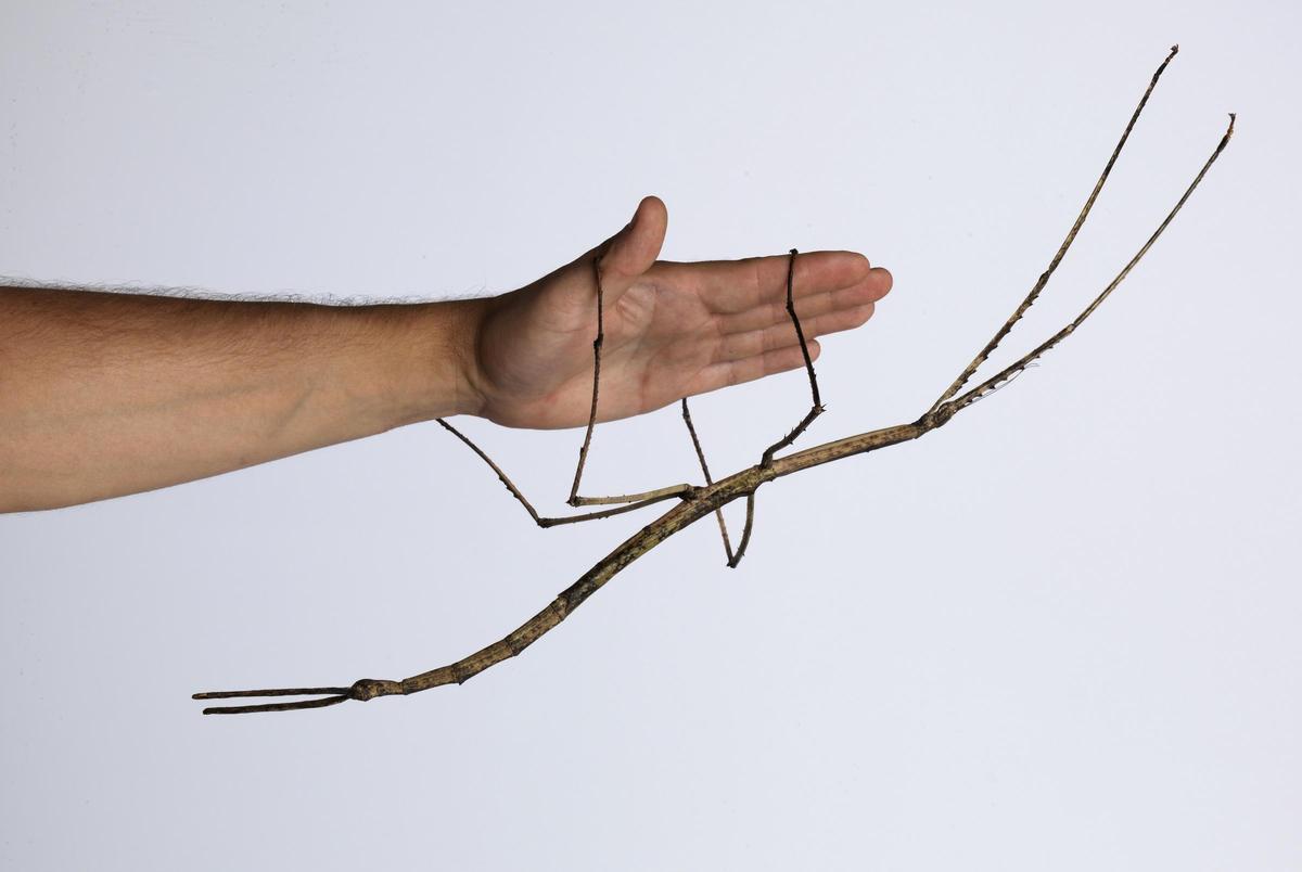 Un exemple d'insecte palo gigante