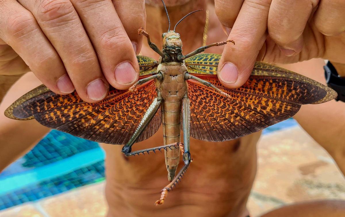 Un saltamontes gigantesque, avec las hélas desplegadas