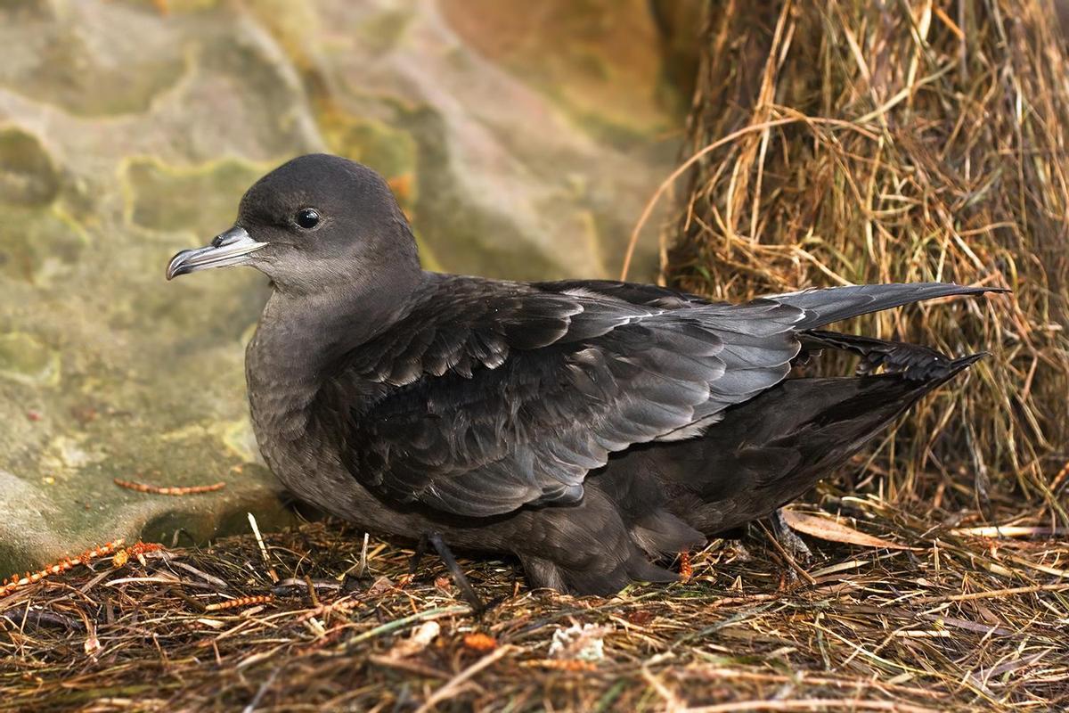 Le réchauffement des océans provoque une grande mortalité des oiseaux