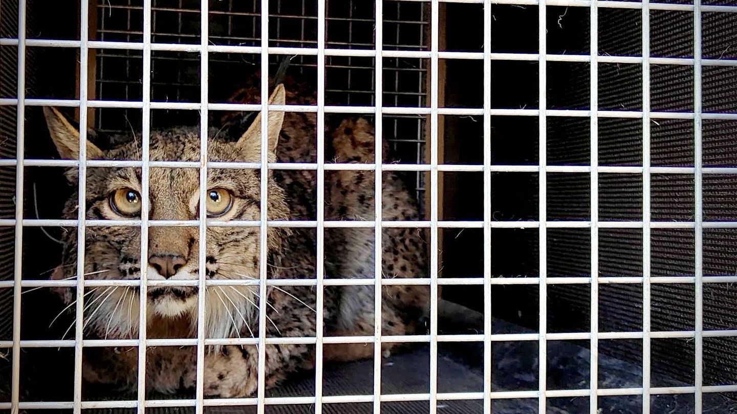 Un des lynx relâchés cette semaine à Palencia (Jose Luis Gallego)