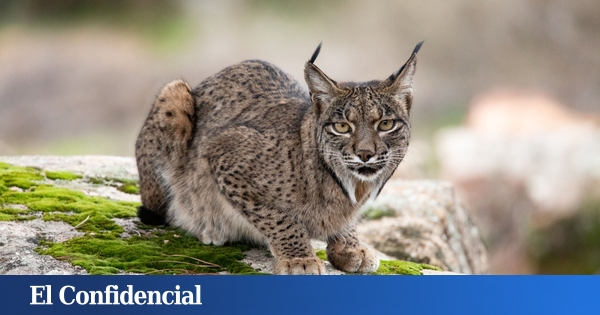 Le lynx ibérique étend ses domaines et se consolide en Castilla y León