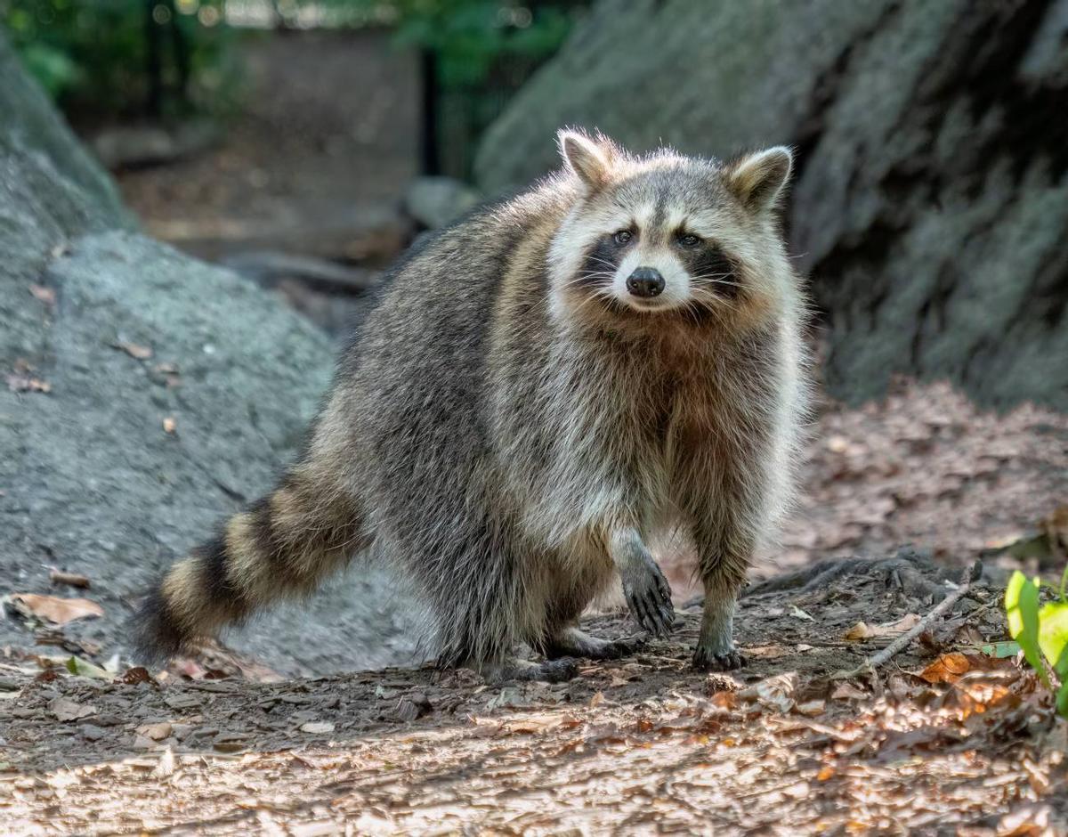 Dans les maisons espagnoles, il y a des animaux exotiques de la plus grande diversité
