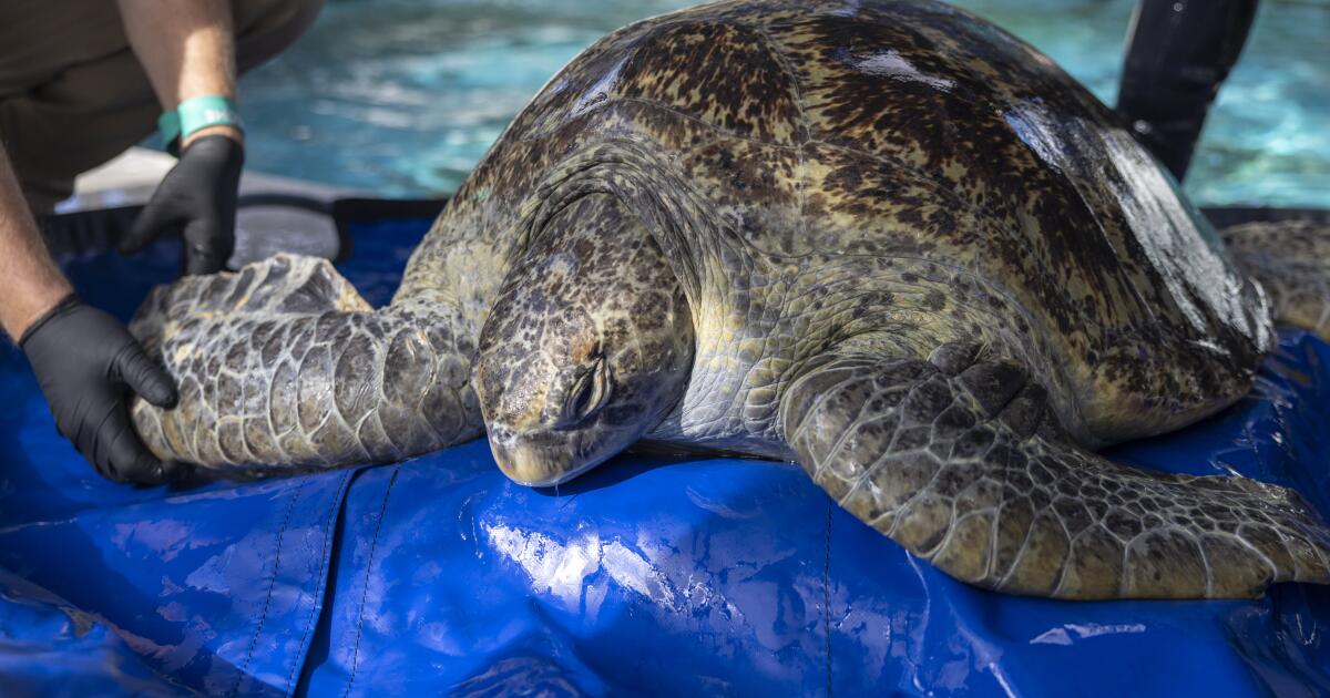 La tortue de mer Meatloaf se bat pour garder son nageoire à l'Aquarium du Pacifique