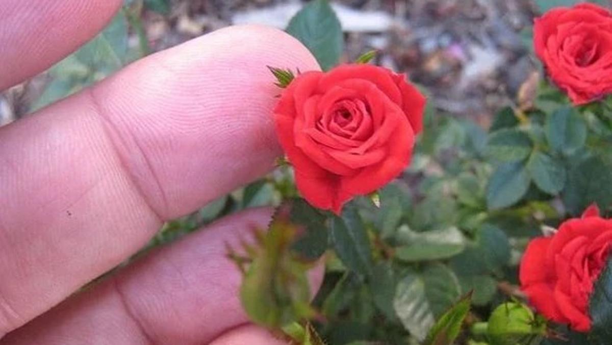 Roses de pitimini.