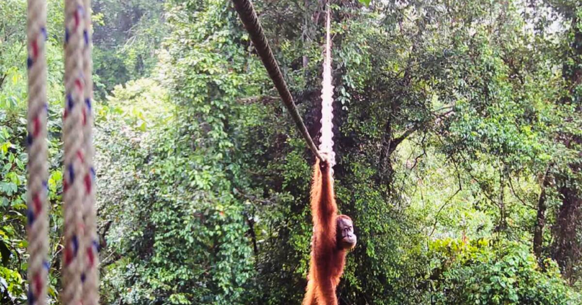 Une première : un orang-outan de Sumatra aperçu en train d'utiliser un pont à baldaquin pour animaux