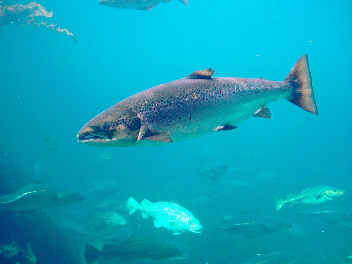 Les produits chimiques llegan a casi todas las créatures animales