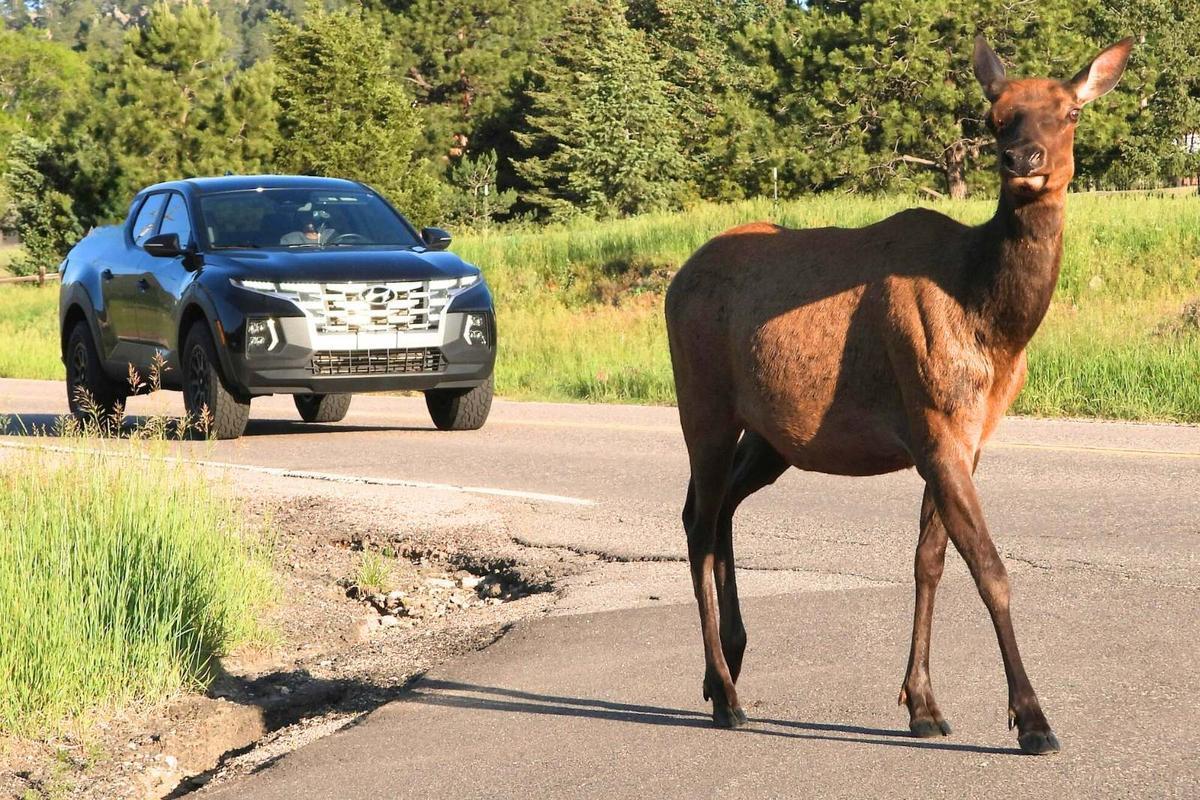Il s'agit d'un voyage très fréquent pour les animaux sauvages