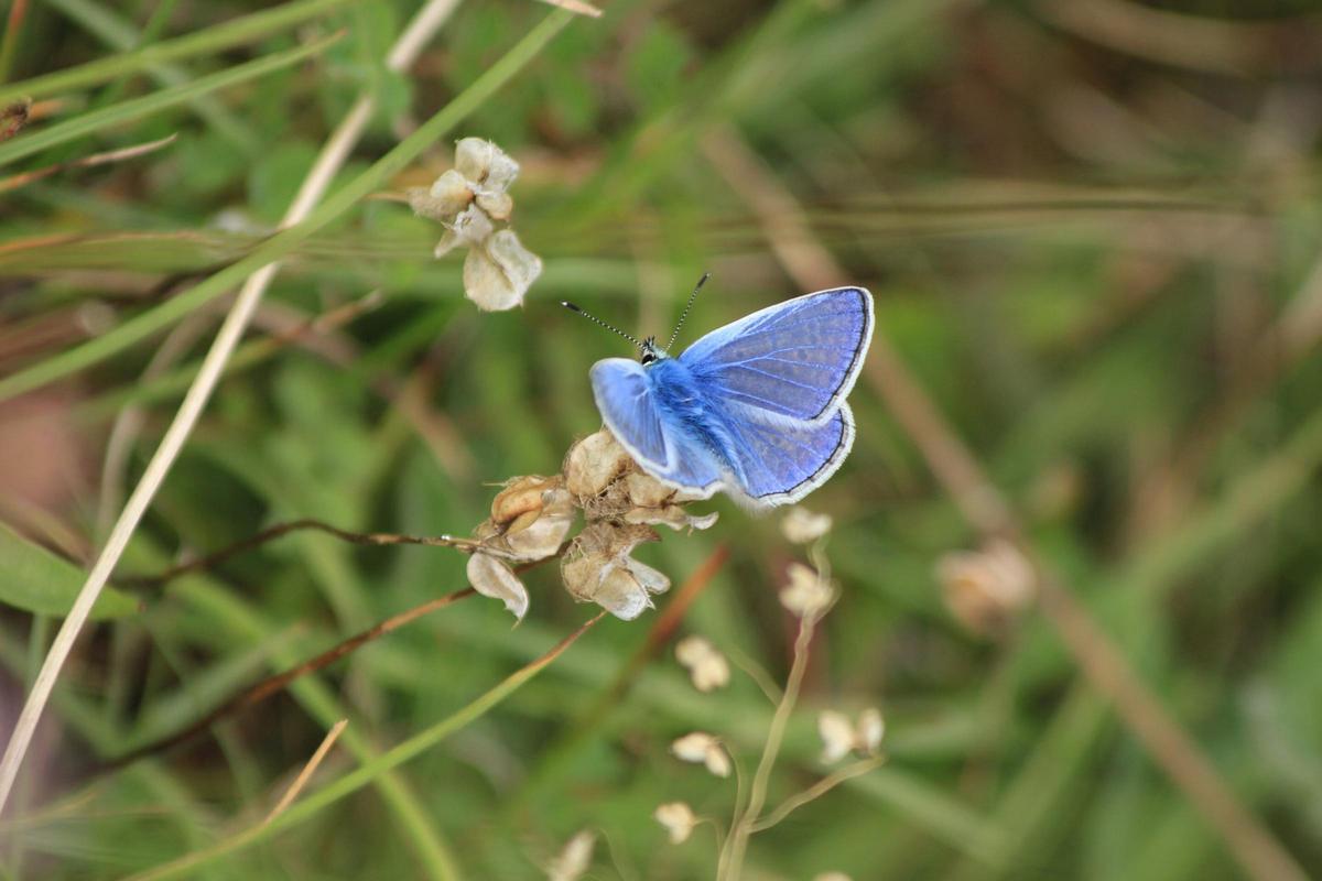 Les mariposas sont un autre groupe d'insectes polinizadores