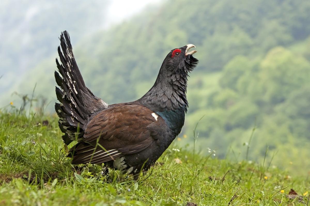 Exemple de l'urogallo cantabrique