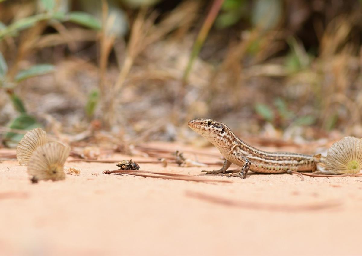 Lagartija pitiusa sur l'arène d'une plage