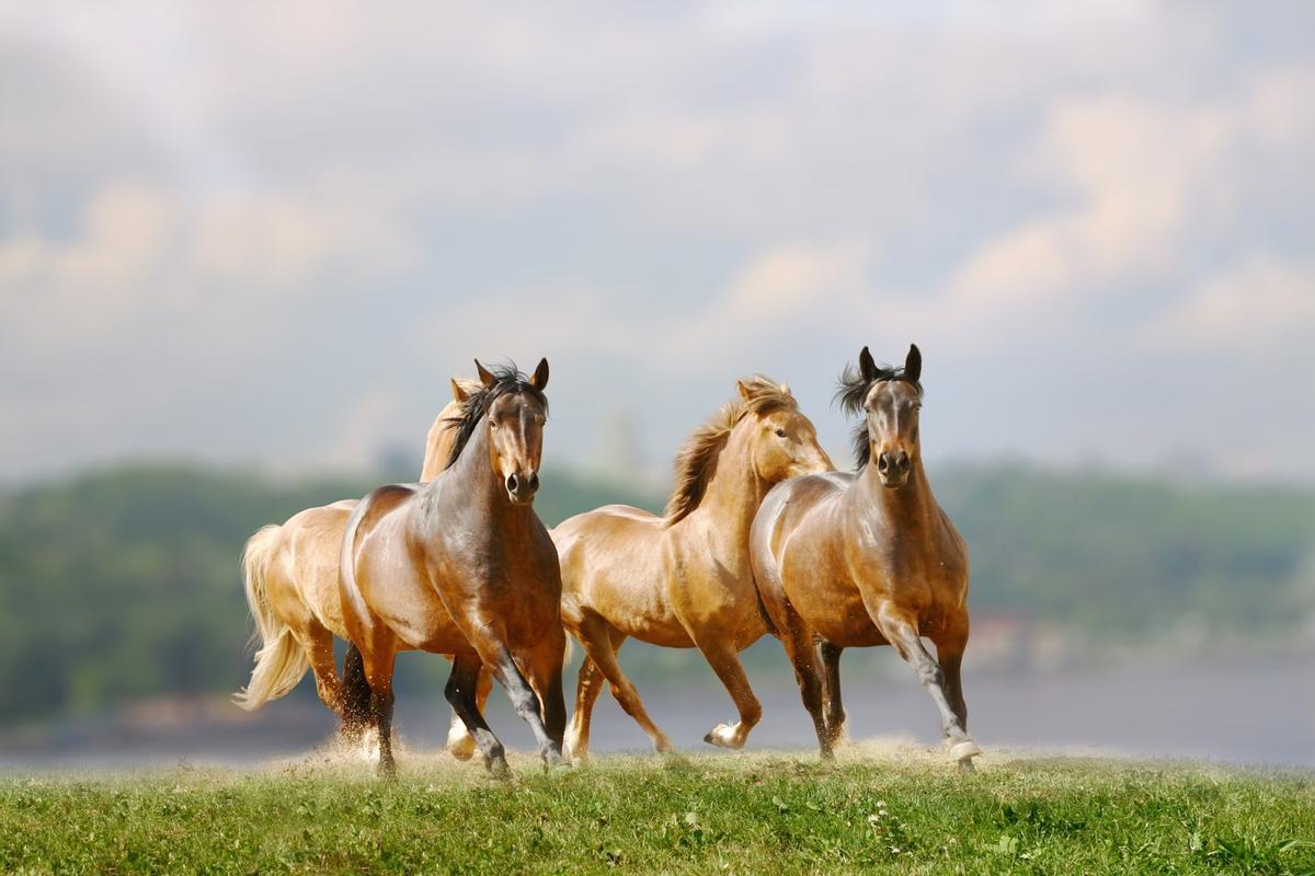 Caballos trotando en la naturaleza