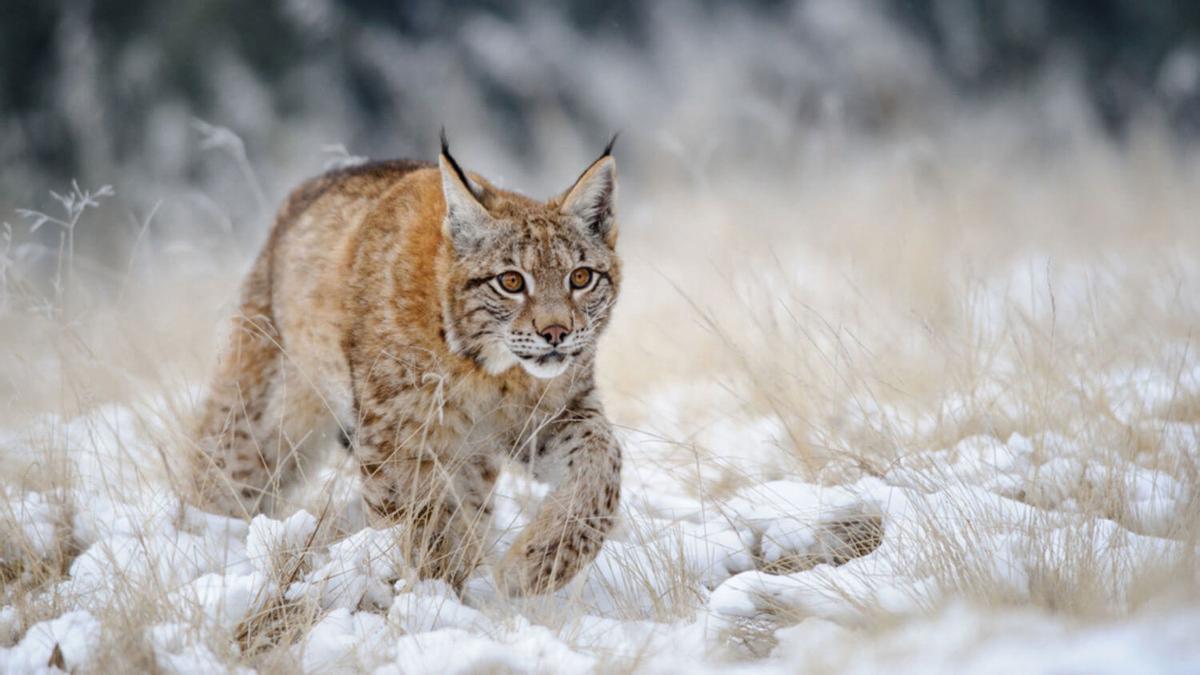 LINCE BOREAL EN ESPAÑA | La ligne euroasiatique ou la vie boréale en Espagne jusqu'au siècle XIX : découvrez un squelette en Cantabrie