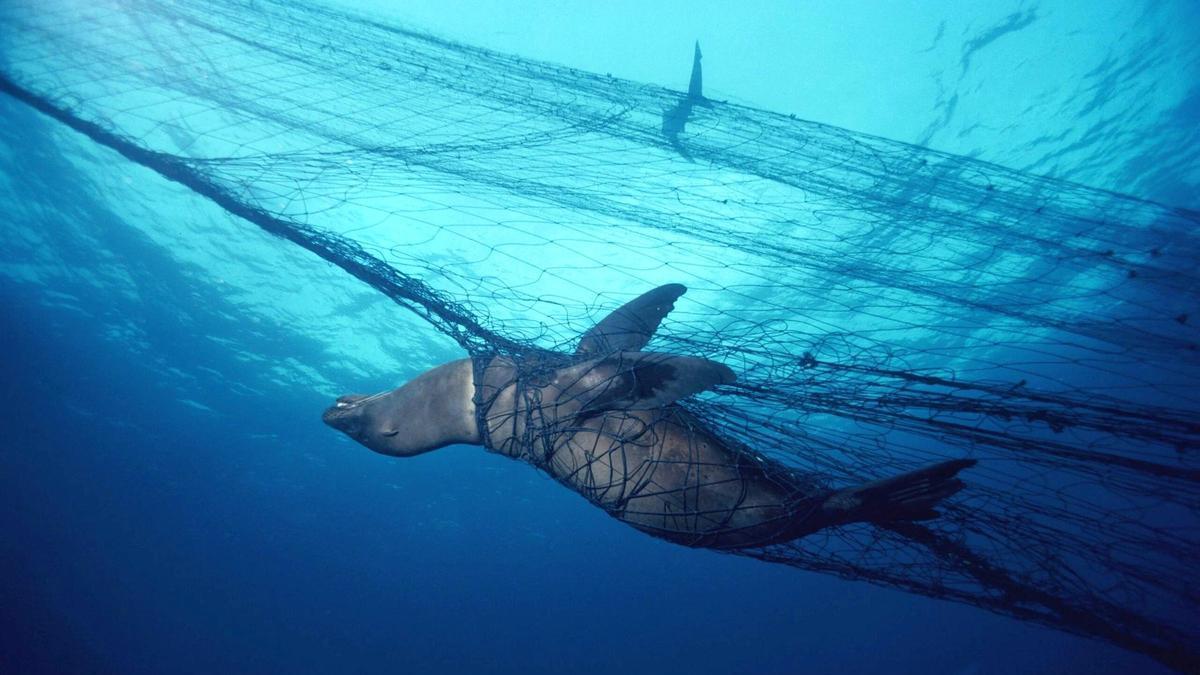 REDES DE DERIVA | Dénonçant que l'Espagne importe du poisson capturé illégalement avec les « cortinas de la muerte »