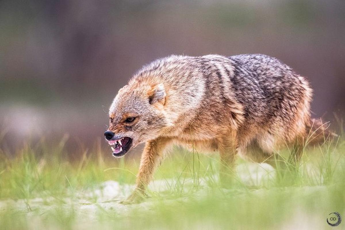 Le chacal est capable de dévorer du petit tamaño et de ses crías