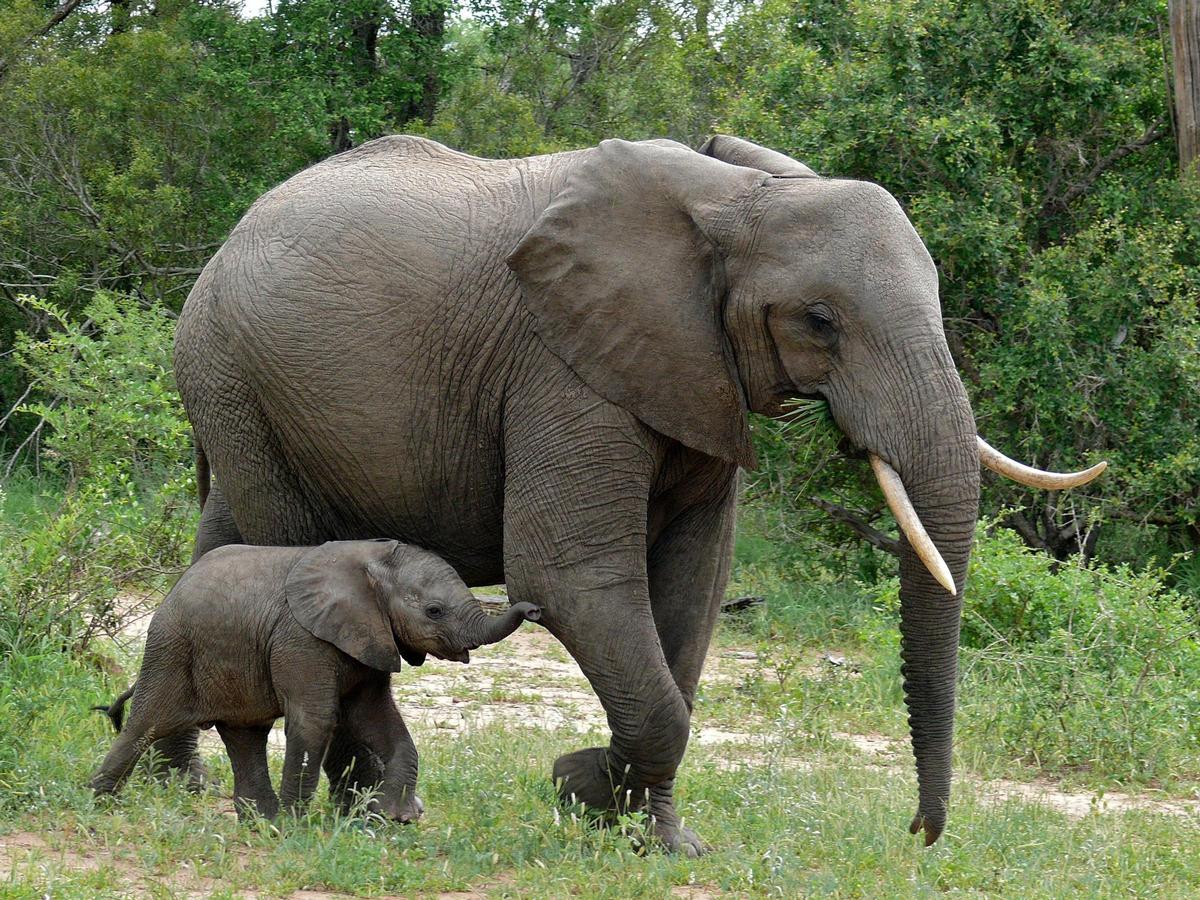 Un éléphant d'Afrique avec son bébé, sur une image d'archive