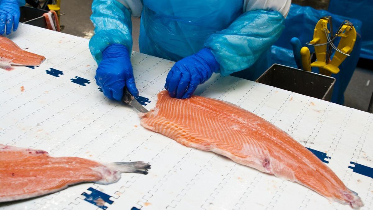 Les saumons de piscifactoría suelen seront perdus par la forme de cría