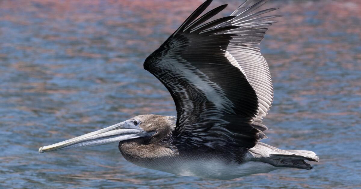 Alors que les températures des océans augmentent, de plus en plus d’oiseaux marins morts s’échouent sur les côtes californiennes.