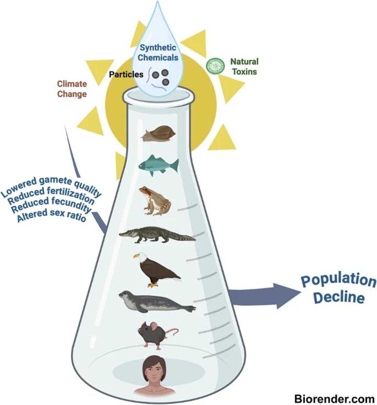 Les produits chimiques synthétiques et le changement climatique combinés réduisent la fertilité des animaux