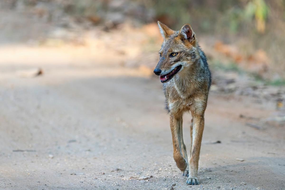 Le chacal profite de la baisse du loup