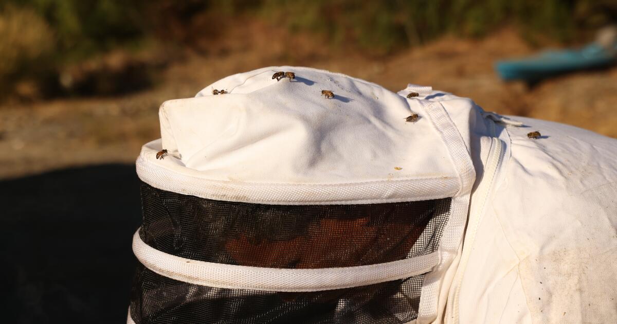 Certains experts affirment qu'ils n'ont jamais vu d'abeilles essaimer aussi tôt – et c'est inquiétant.