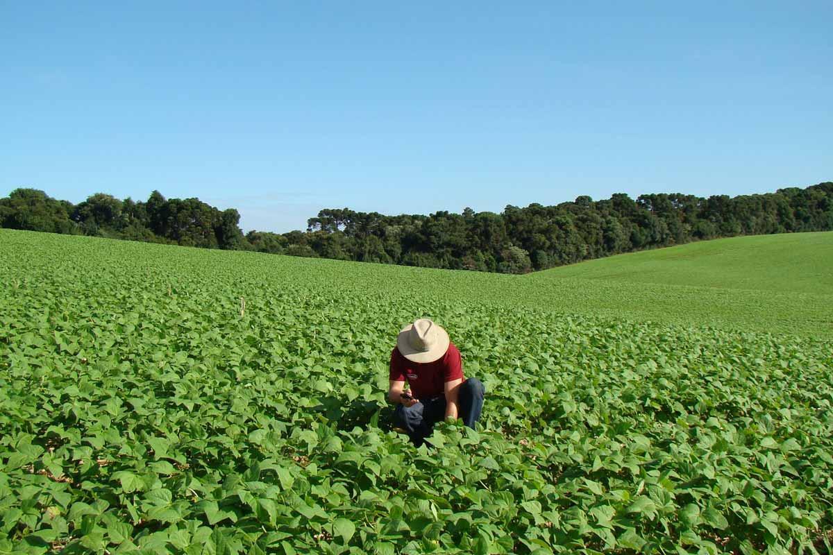 L'agriculture dépend des insectes
