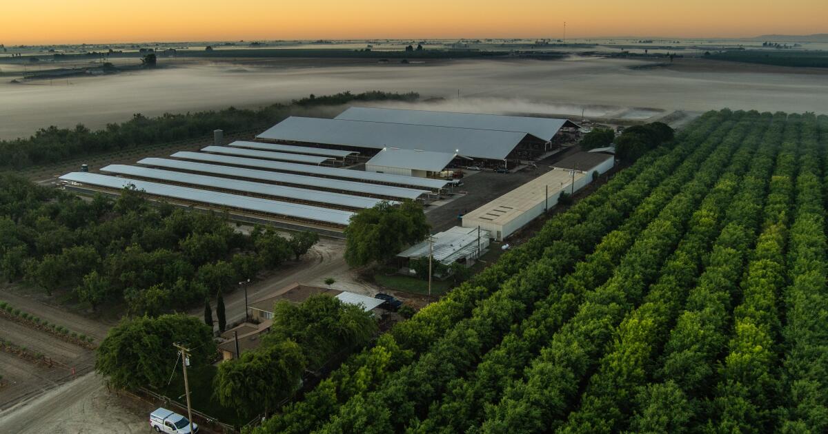 Des images montrent des ouvriers laitiers de Central Valley donnant des coups de pied à de jeunes veaux et les tirant avec des pinces.