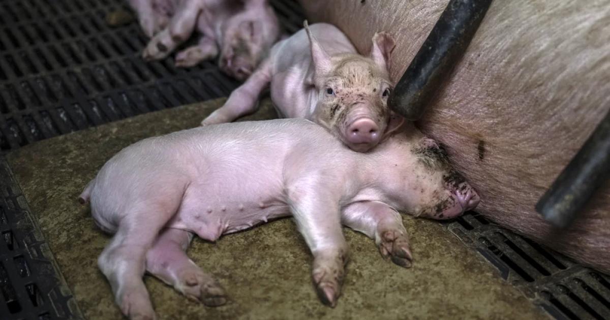 Droits des animaux et torts juridiques
