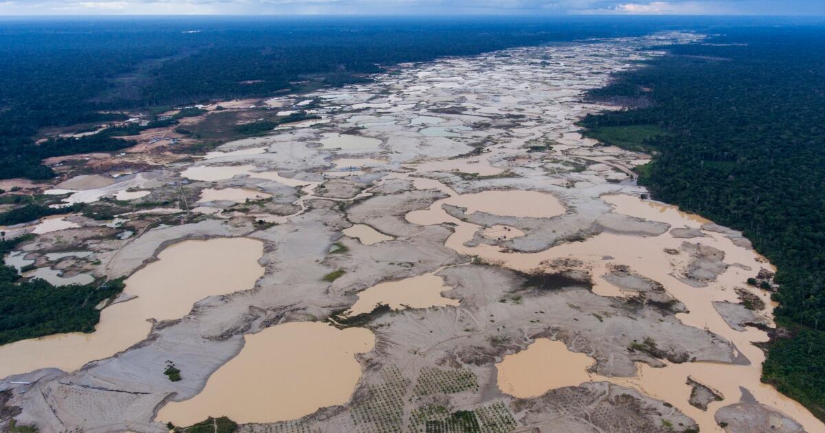 La perte mondiale de forêts a fortement diminué en 2025 après avoir atteint un niveau record