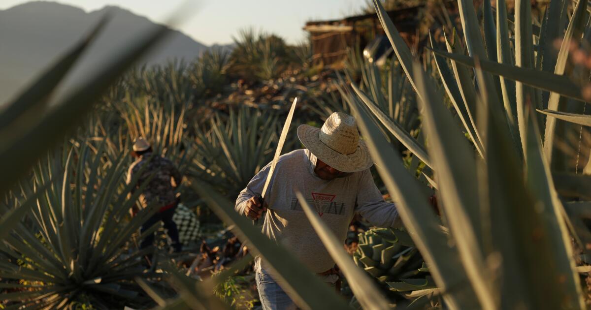 La popularité du mezcal est en plein essor aux États-Unis, ce qui entraîne un coût croissant pour le Mexique.