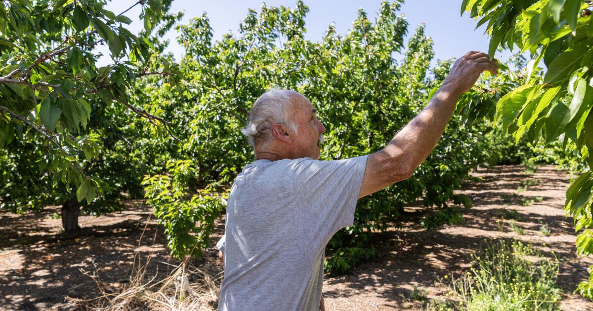 Pas de fruits dans les fermes de cerises de Californie après un hiver chaud et court
