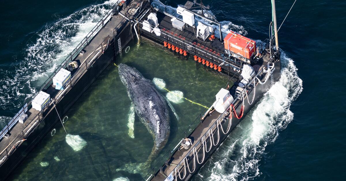 Une barge transportant Timmy la baleine à bosse voyage vers la mer du Nord