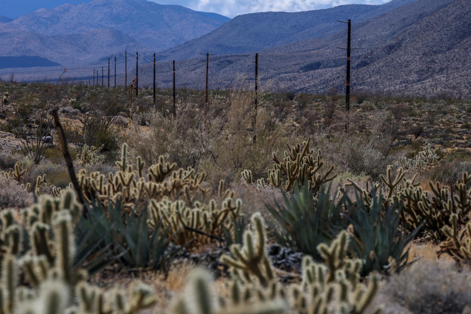 Une vue de la zone située le long de l'autoroute 78 dans le parc national du désert d'Anza-Borrego.