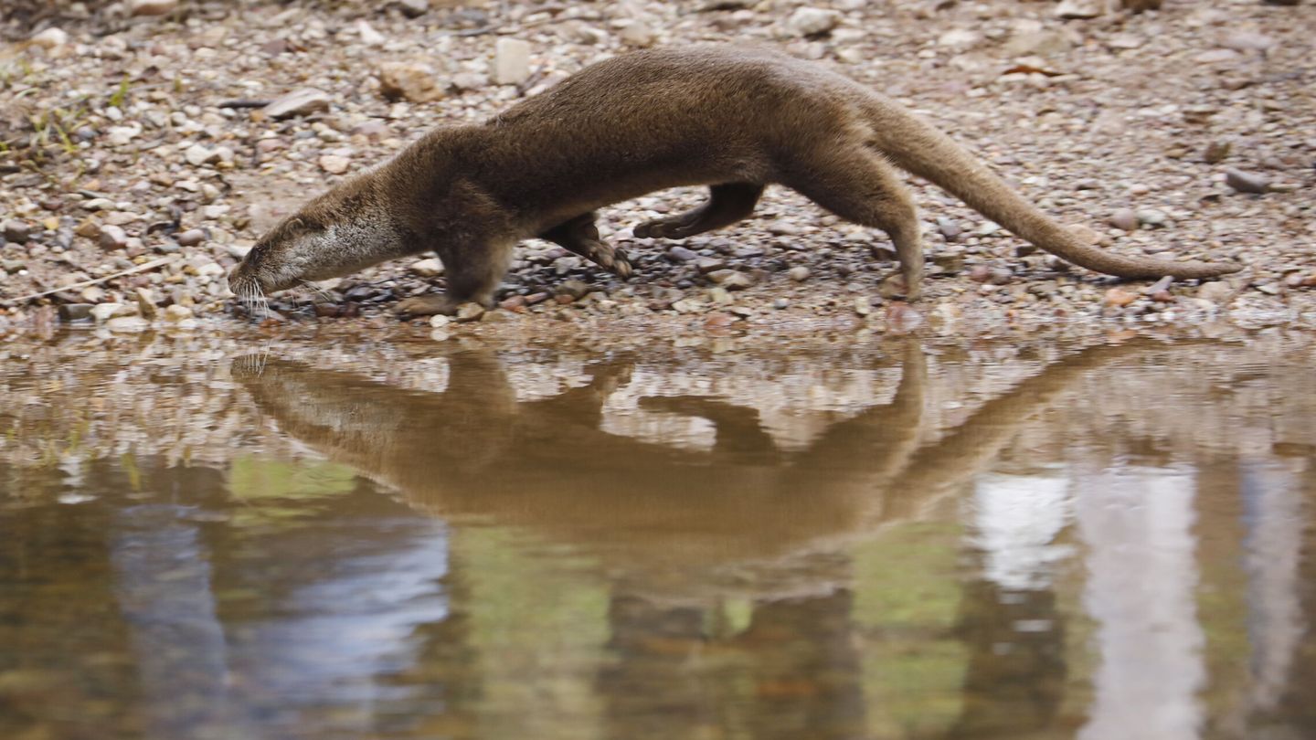 La loutre est également revenue dans la zone urbaine de Manzanares (EFE Salas) 