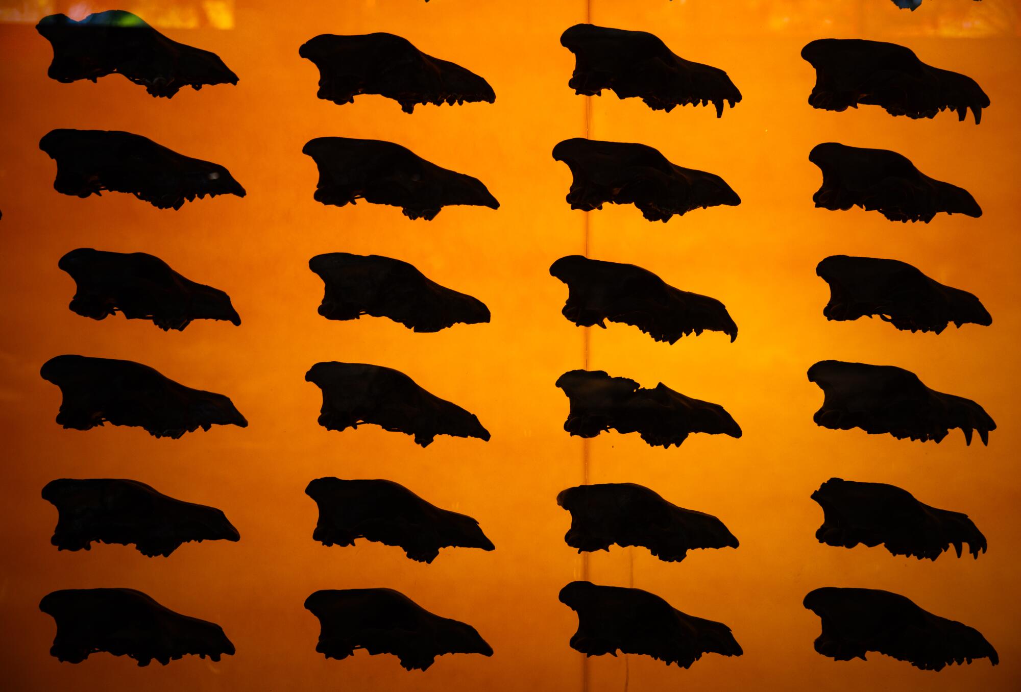 Crânes de loups fossilisés exposés dans une exposition.