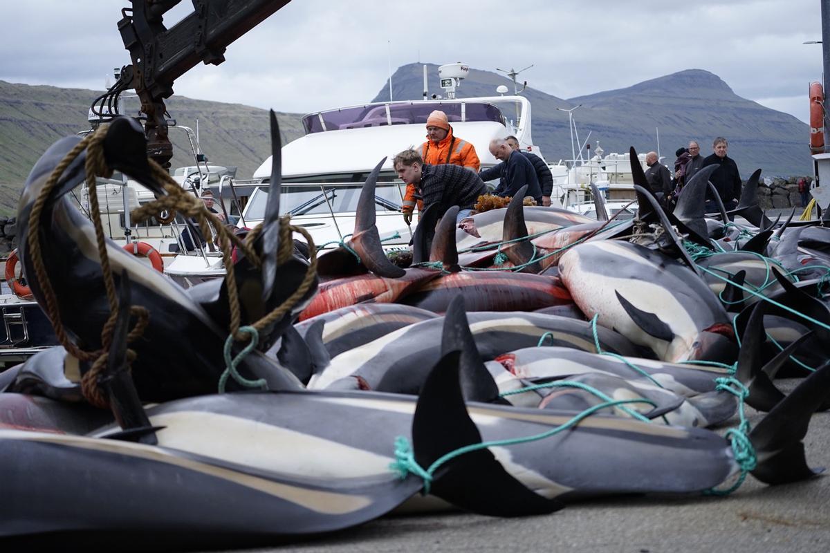 Delfines s'accumule sur la terre après avoir été capturé