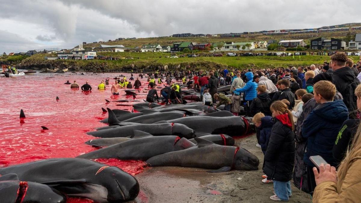 Matanza de delfines en las islas Feroe a finales del mes pasado