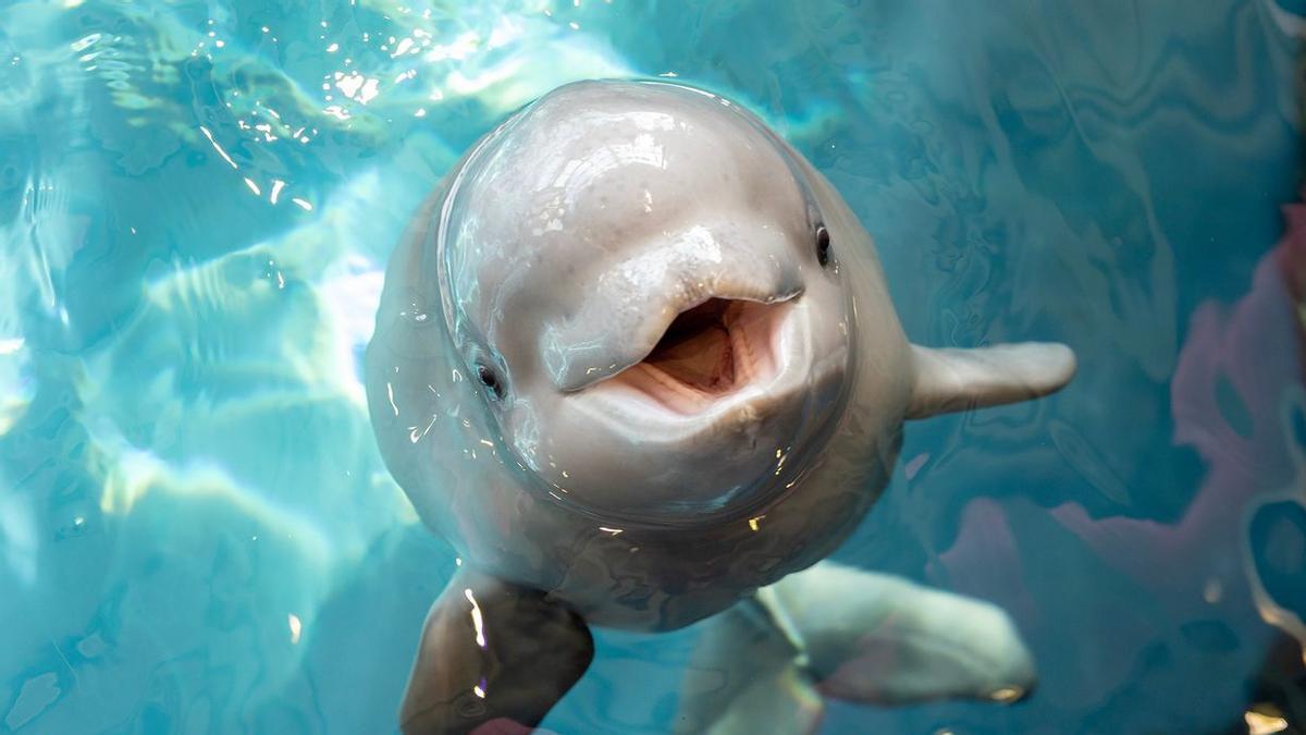 Las belugas son capaces de reconocerse a sí mismas ante un espejo