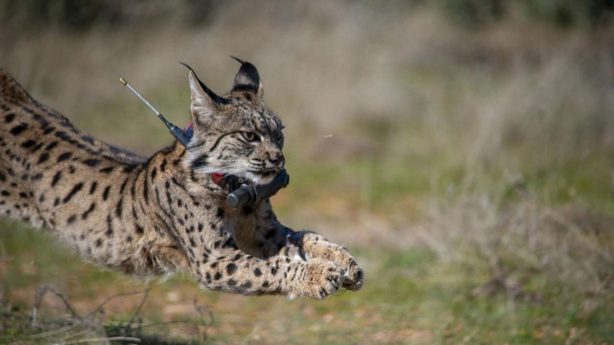 Un lince ibérico provisto de localizador GPS